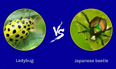 Ladybug vs Japanese Beetle: What are the Differences? - A-Z Animals