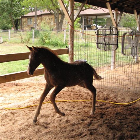 Miniature Horses vs. Ponies: Understanding the Difference ...