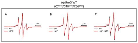 Nickel and GTP Modulate Helicobacter pylori UreG Structural Flexibility