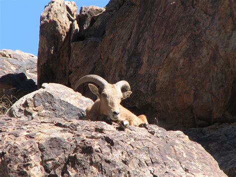 Tips To Take Down A Aoudad - Whitetail Hunting & Exotic Hunting in ...