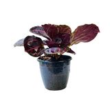 Calathea Roseopicta ƒ??Dottieƒ?? - Live Plant (Home & Garden) – Hug A Plant
