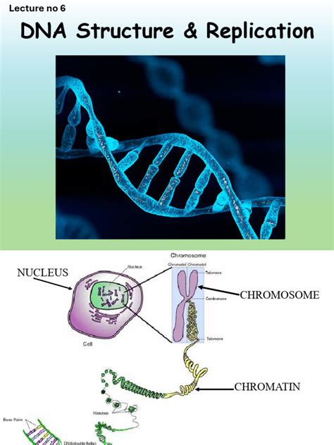 DNA Structure and Replication 的图像结果