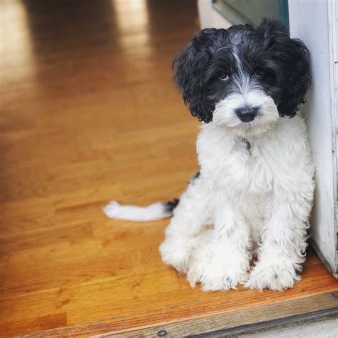 Maxi Cockapoo 的图像结果