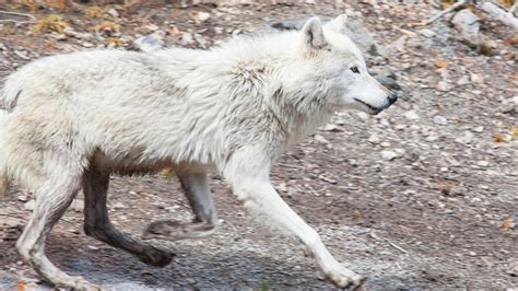 Image result for Introduction of Wolves in Yellowstone