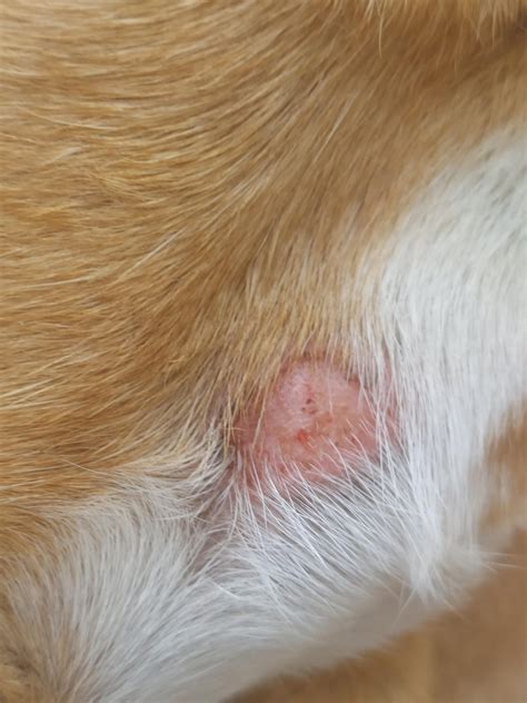 Why do dogs bite themselves like this? : r/DogAdvice