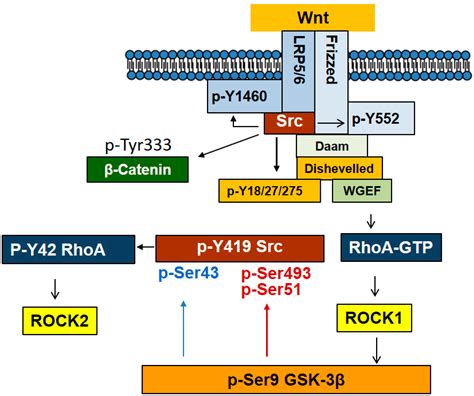 Cross-Talk between Wnt Signaling and Src Tyrosine Kinase
