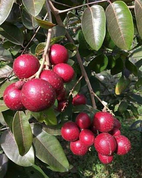 Ruby Longan Fruit Plant ( Dimocarpus longan) – veliyathgardens