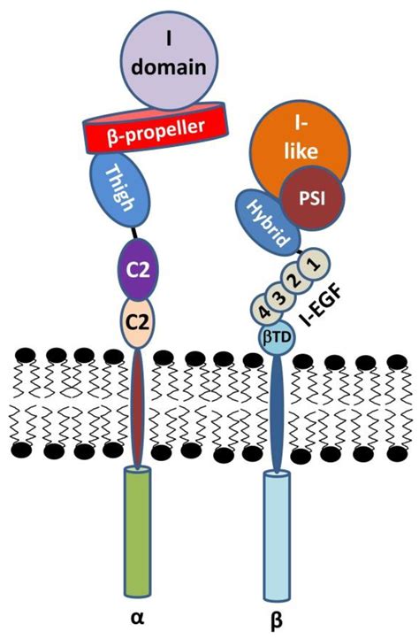 β2 Integrins—Multi-Functional Leukocyte Receptors in Health and Disease