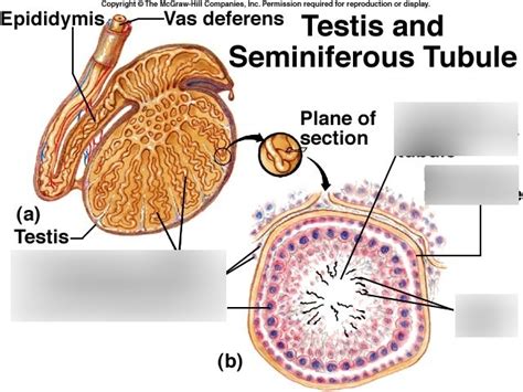HSF 2 Lab Exam 3 Male Interactive Testis Diagram | Quizlet