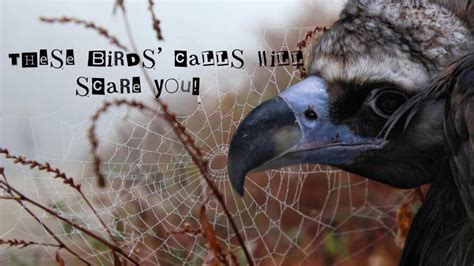 Straight Out Of A Horror Movie: THESE Birds Can Make You Shiver With ...