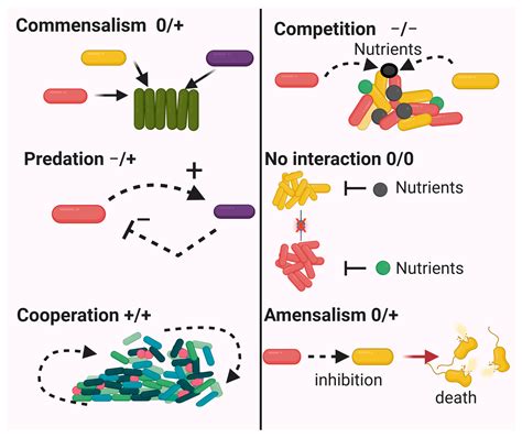 Multifaceted Applications of Synthetic Microbial Communities: Advances ...