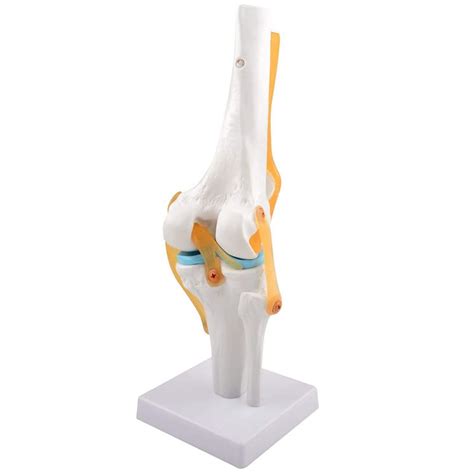 Knee Joint Model Flexible Knee Model With Ligaments And Stand ...