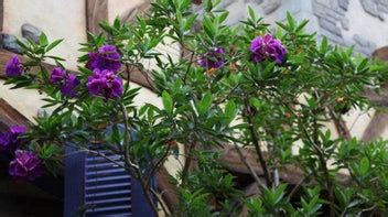 Beautiful Tibouchina x Melastoma Hybrid Plants for Sale - Add Color to ...