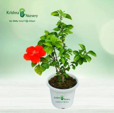Adenium Plant
