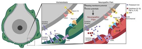 The Similar and Distinct Roles of Satellite Glial Cells and Spinal ...