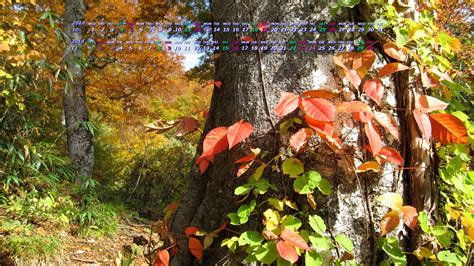 10月の植え付けがおすすめの秋植え野菜4選 | 新築外構・リフォームに役立つお庭ブログ