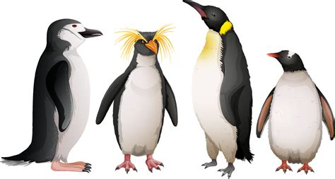 Different types of penguins 6434632 Vector Art at Vecteezy