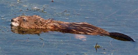 Image result for Muskrat Hunting