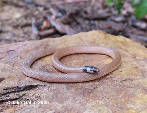 Southeastern Crowned Snake