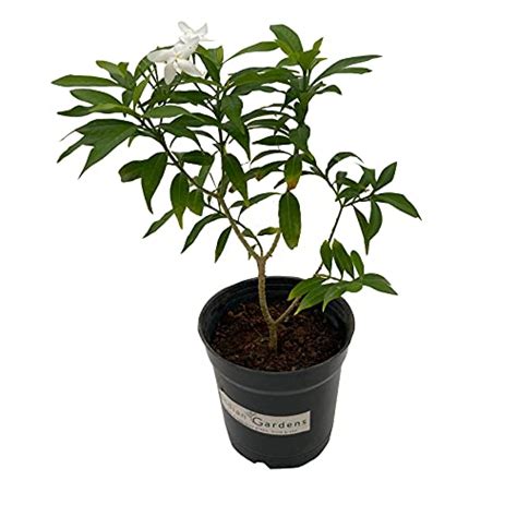 Mini Plant – Indian Gardens