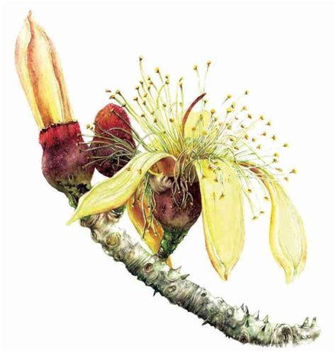 Botanical illustrator Nirupa Rao is documenting the flora of Western ...