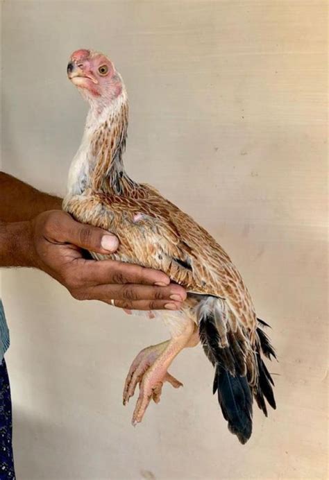 Parrot Beak Aseel Chicks