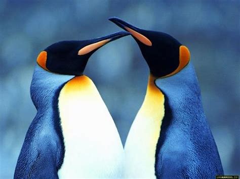 企鹅 - 萌娘百科 万物皆可萌的百科全书