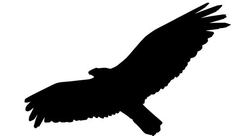 Eagle Flying Silhouette Flying Eagle Silhouette Stock Photos, Images