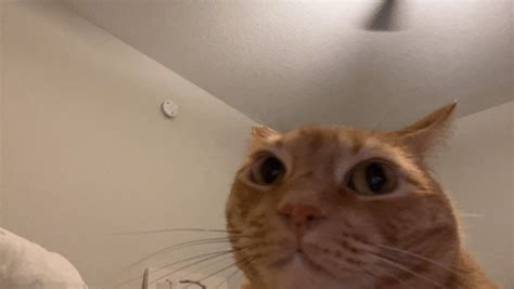 Image result for Cat Coding at Computer