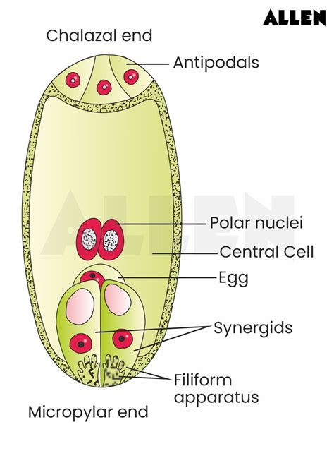 Ovule: Structure, Parts, Location and Types