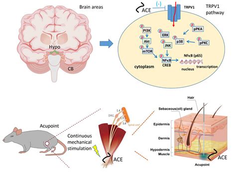 Trpv1structure Illustration 的图像结果