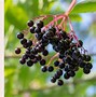 Image result for List of Fruit Bearing Trees