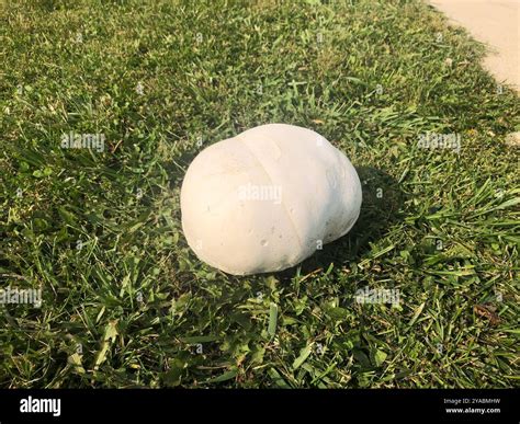 giant puffball (Calvatia gigantea) Fungi Stock Photo - Alamy