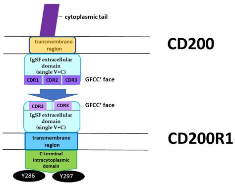 CD200:CD200R Interactions and Their Importance in Immunoregulation