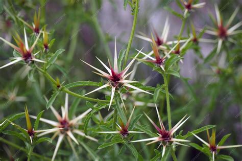 Premium Photo | Natural thorn plant and flowerthorn plant and pointed ...