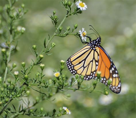 2024 New Year's Pollinator Challenge - Add More Native Plants to Your ...