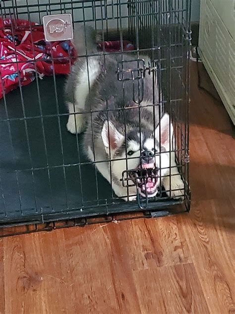 Husky puppy or rabid possum? : r/husky