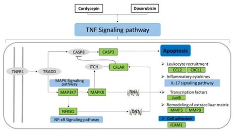 Cordycepin Enhances the Therapeutic Efficacy of Doxorubicin in Treating ...