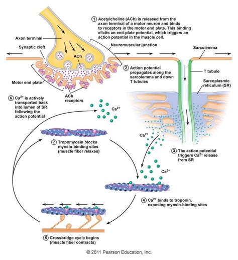 Image result for Muscle Fiber Contraction Experiment