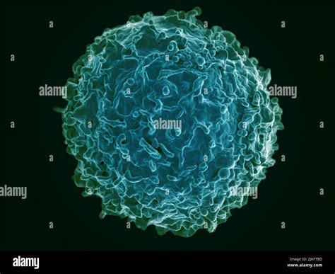 Scanning Electron Microscope Cell 的图像结果