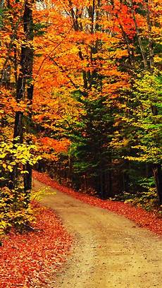 Iphone Yellow Fall Wallpaper by Iphone 6 Fall Wallpaper Wallpapersafari Iphone Yellow Fall Wallpaper