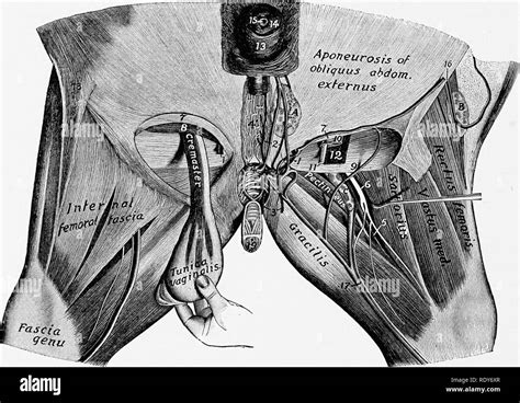 Image result for Cremaster Muscle Reflex