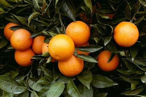 Can I Grow Oranges In Georgia at Shanita Parker blog