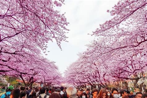2026 Sakura Cherry Blossom Private Tour with Native Japanese Driver ...