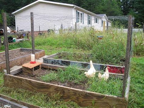 Chicken Run Garden Bed Chicken Run And Fencing Options | Chickens