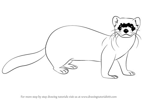 Learn How to Draw a Black-Footed Ferret (Wild Animals) Step by Step ...