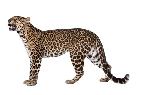 Image result for How to Draw Leopard Print