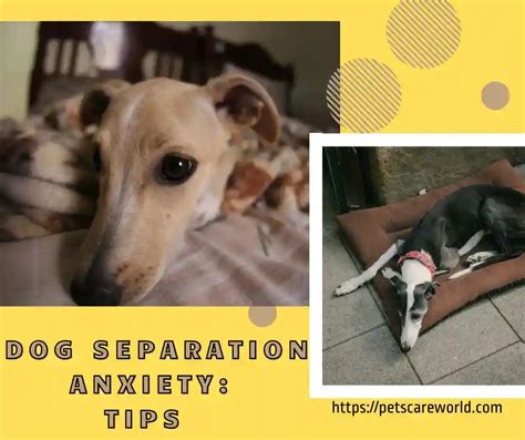 Image result for Dog Separation Anxiety Problem
