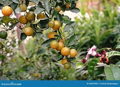 Kumquat; a Small Citrus Fruit Stock Photo - Image of tropical, orange ...