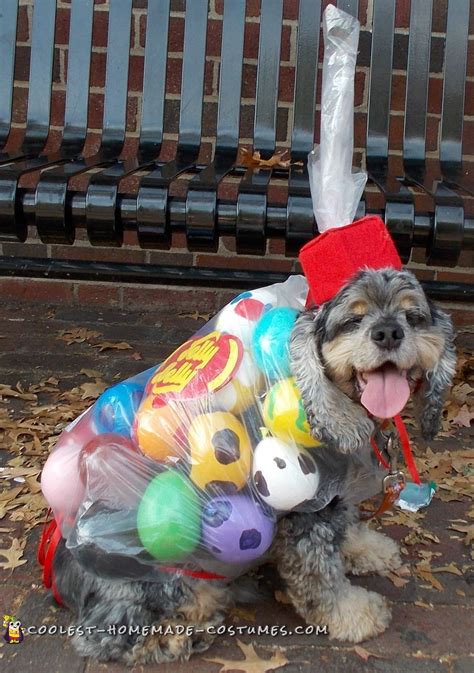 Diy Dog Costume